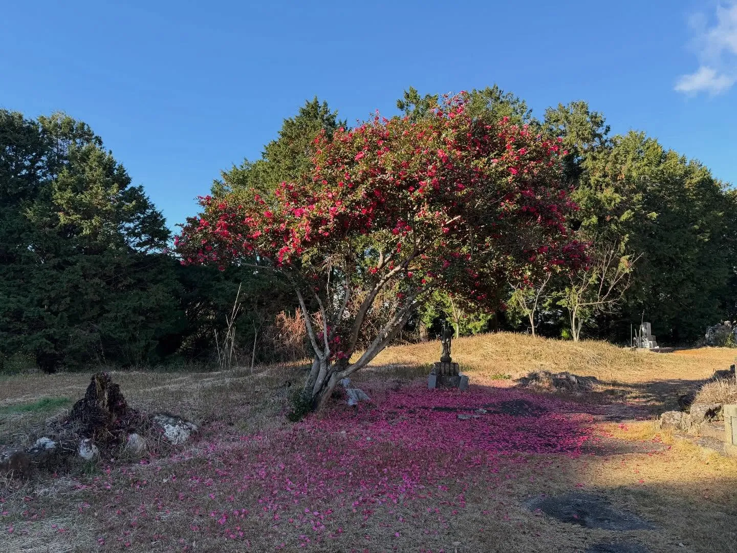周智郡森町飯田の高平山遍照寺のサザンカが綺麗な花びらの絨毯を...