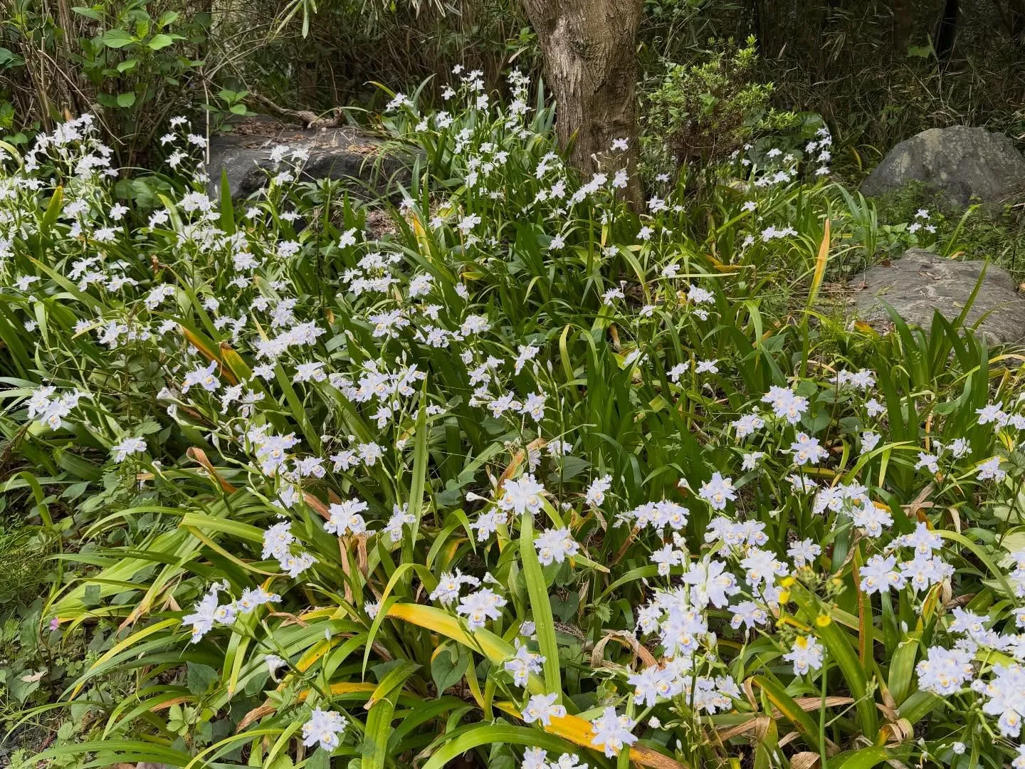 昨年、仕事で移動中に見つけたカフェ「風杜空」